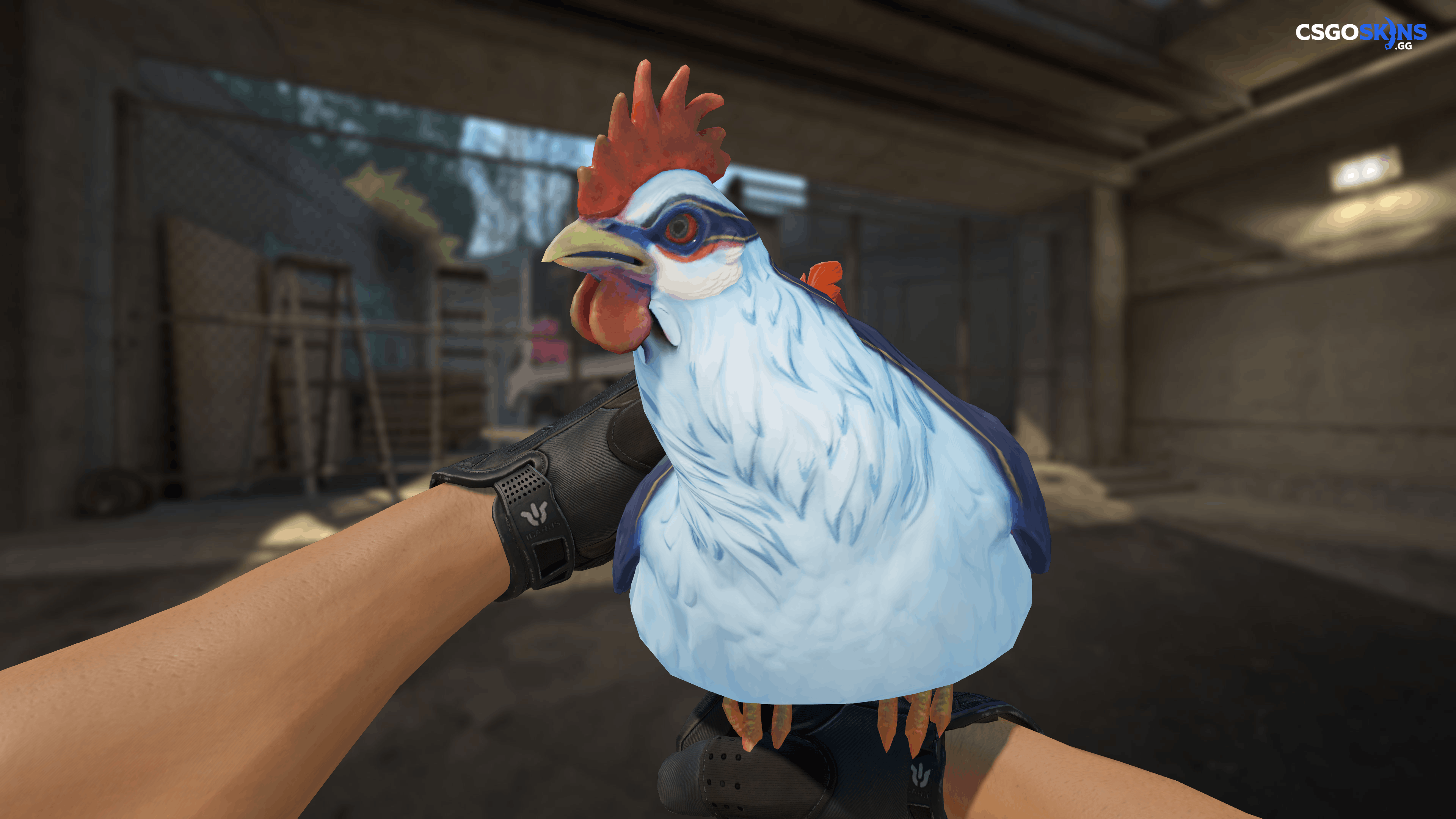 Pet Chicken | Catalana (Light Blue And Red) Artwork