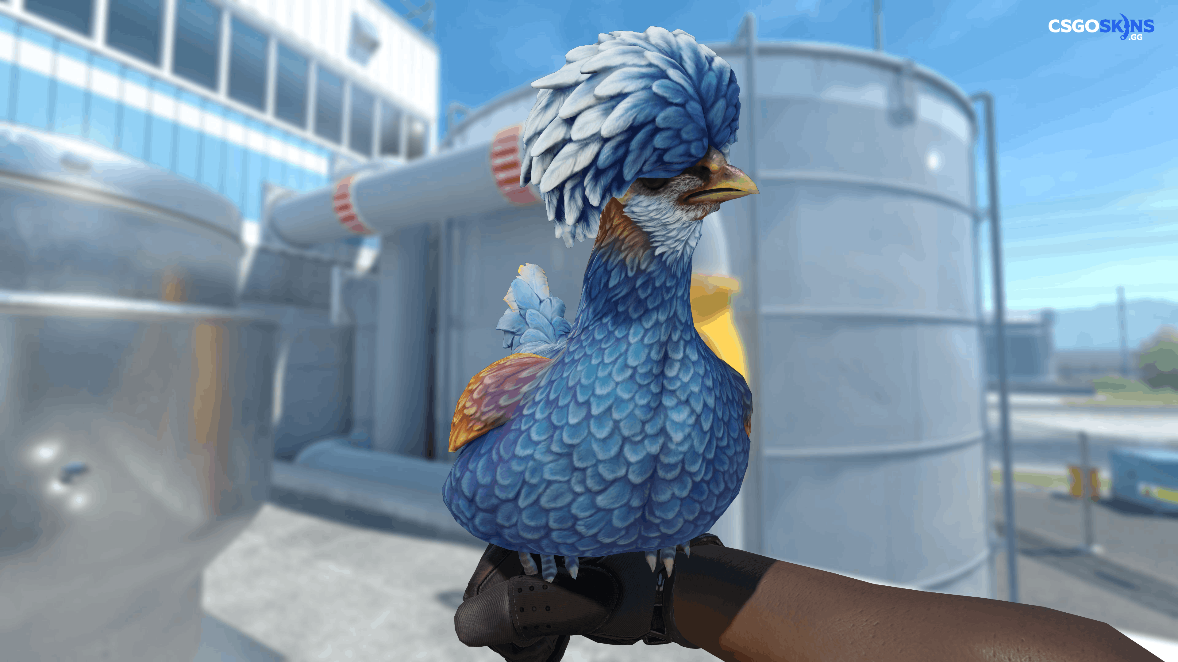 Pet Chicken | Polish (Blue) Artwork