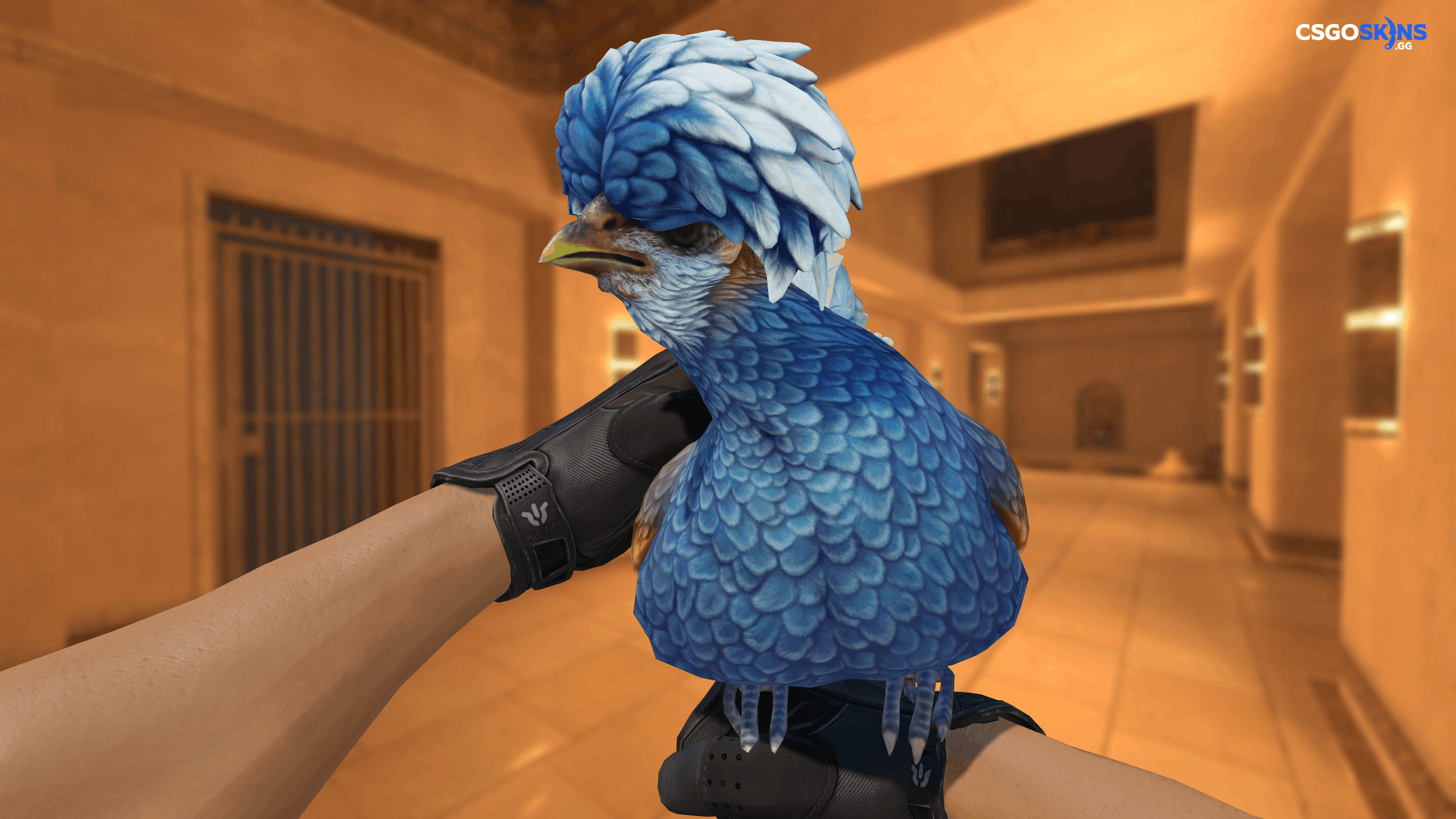Pet Chicken | Polish (Blue) Artwork