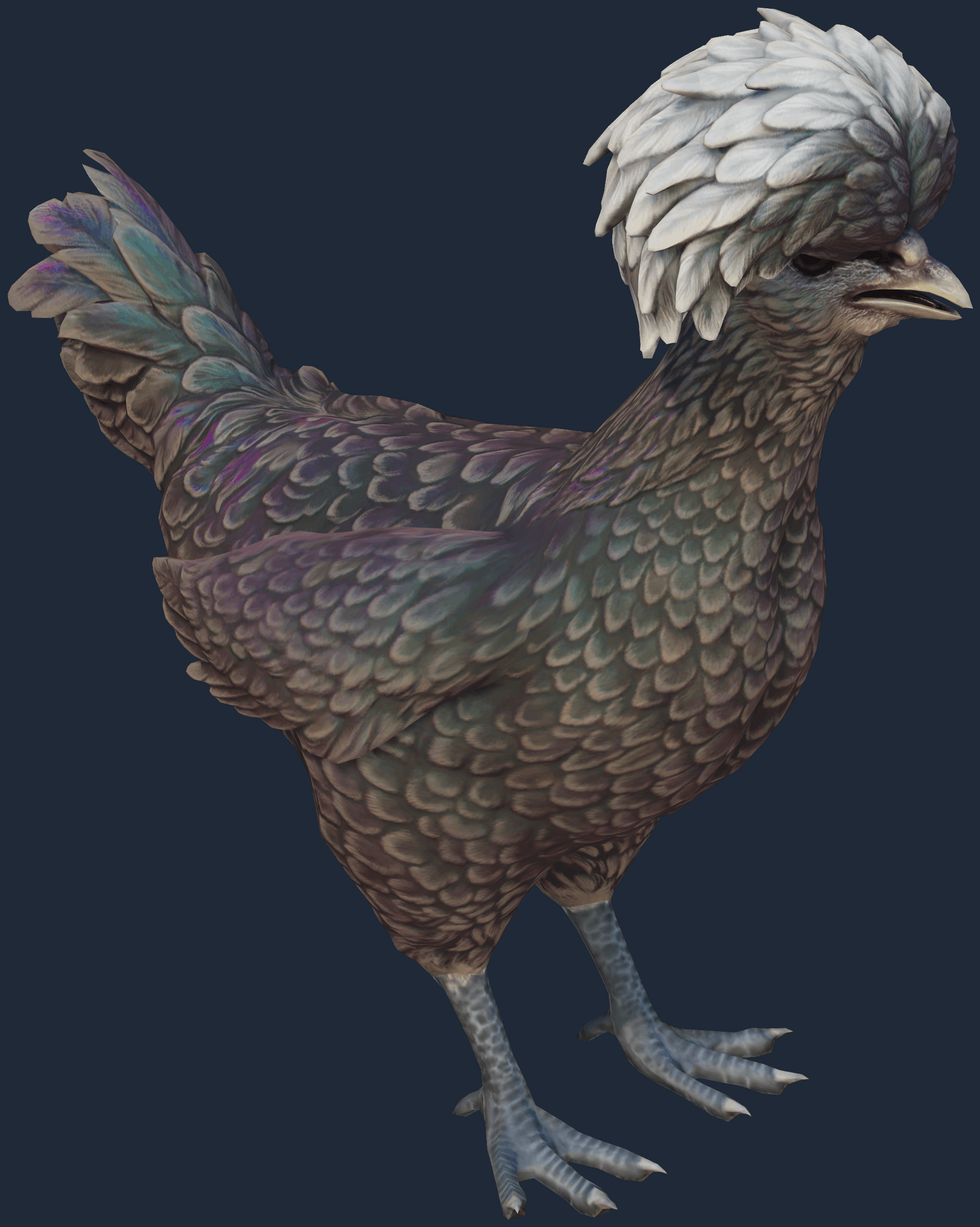 Pet Chicken | Polish (Black With White Head) Image