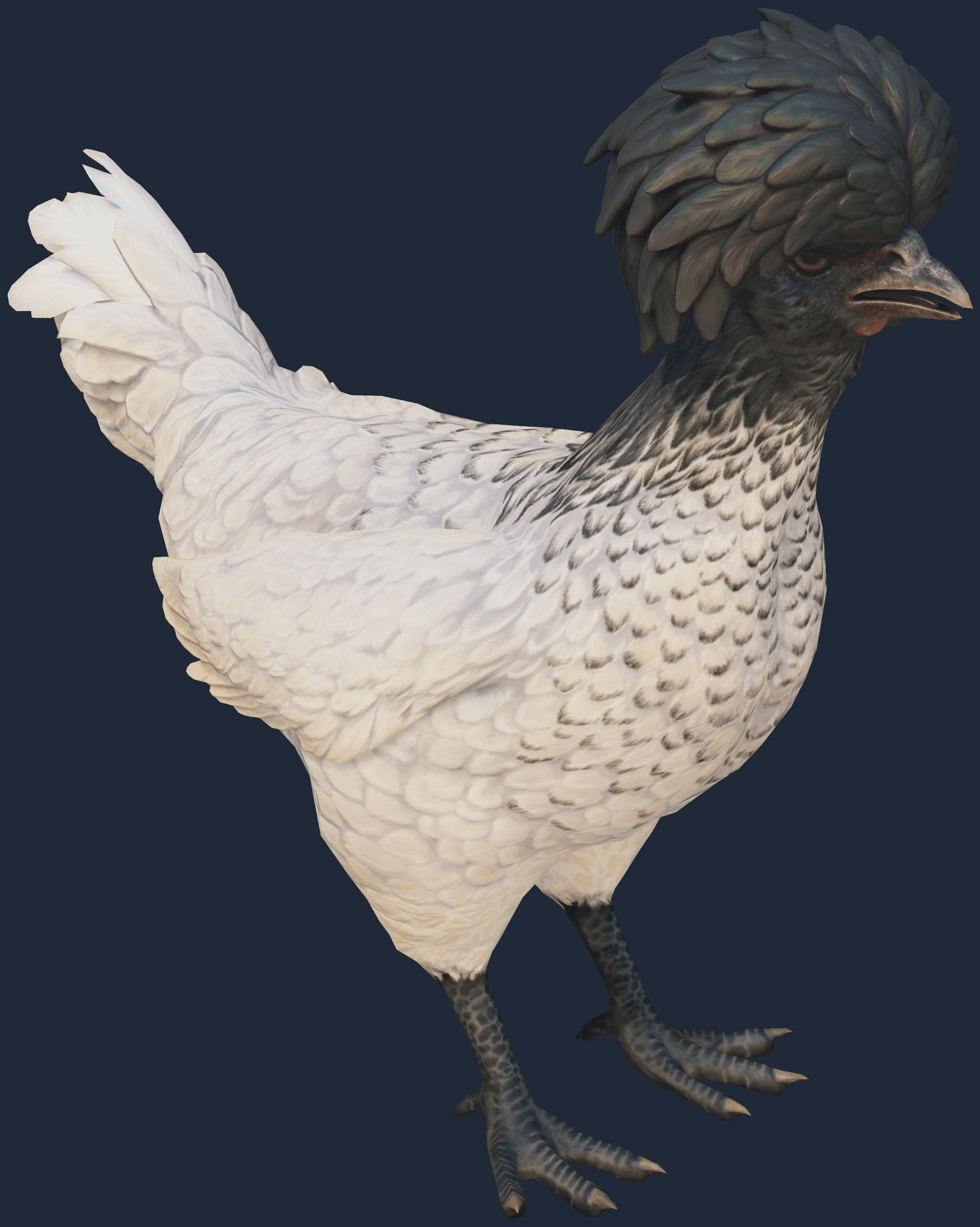 Pet Chicken | Polish (White Black Head) Image