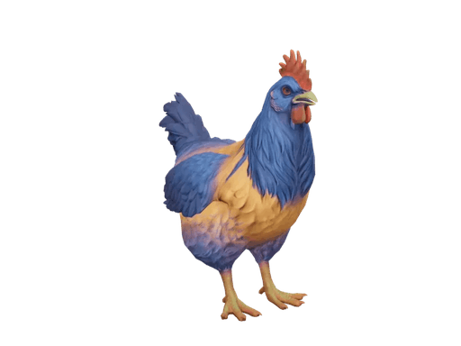 Pet Chicken | Catalana (Orange Blue Neck)