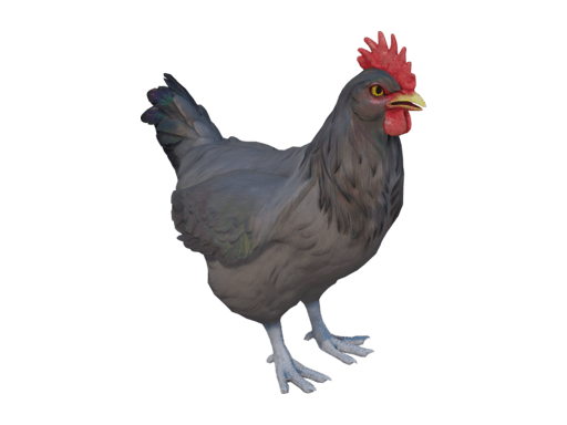 Pet Chicken | Catalana (Black)