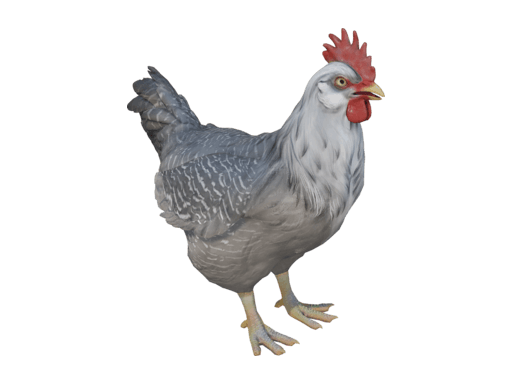 Pet Chicken | Catalana (Black White Head)