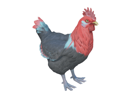 Pet Chicken | Catalana (Black With Red Head)