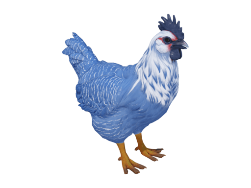 Pet Chicken | Catalana (Blue)