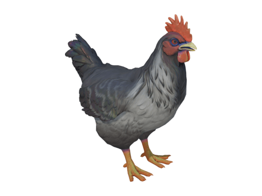 Pet Chicken | Catalana (Grey)
