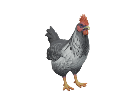 Pet Chicken | Catalana (Grey)
