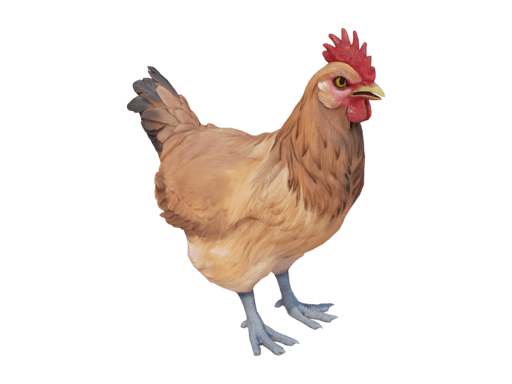 Pet Chicken | Catalana (Tan)