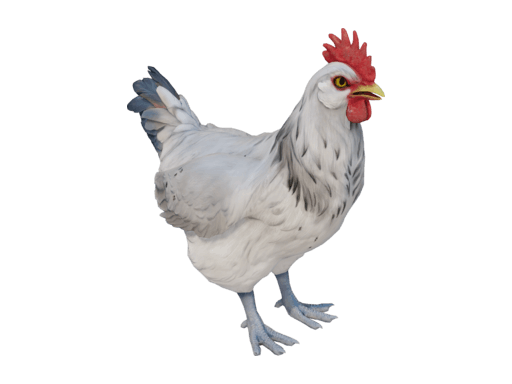 Pet Chicken | Catalana (White)
