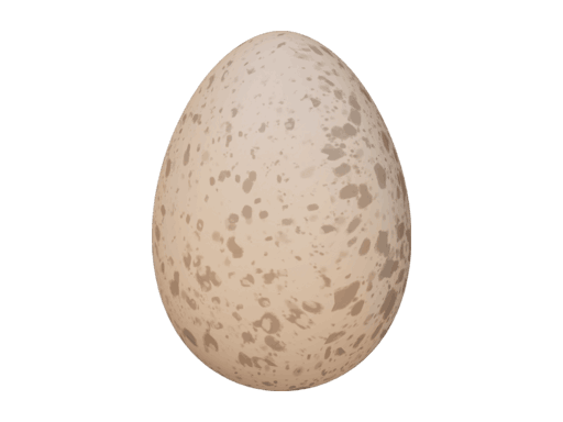 Chicken Egg
