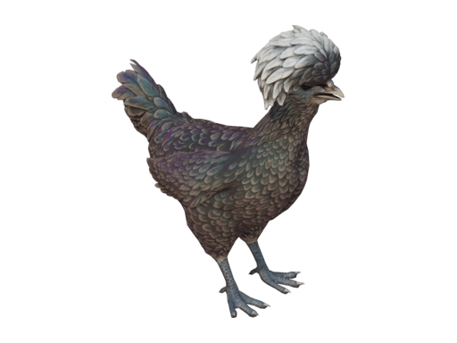 Pet Chicken | Polish (Black With White Head)