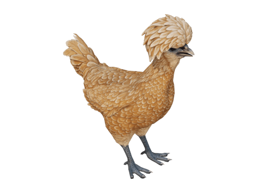 Pet Chicken | Polish (Brown)