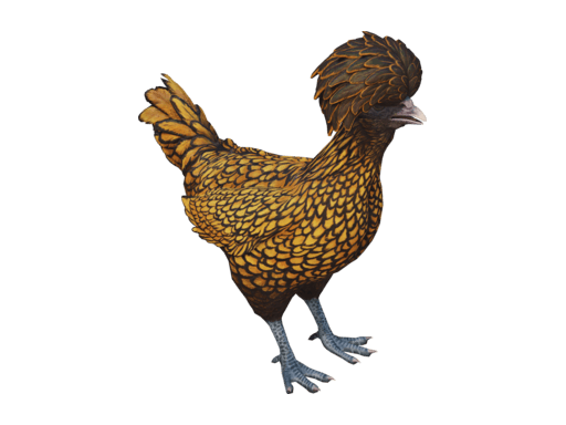 Pet Chicken | Polish (Brown With Black Wing Tips)