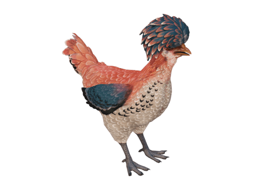 Pet Chicken | Polish (Orange White Blue)