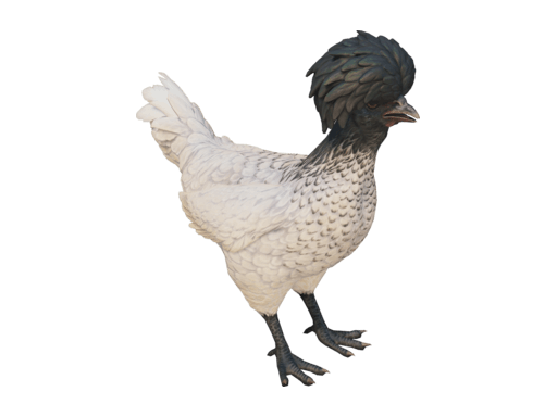 Pet Chicken | Polish (White Black Head)