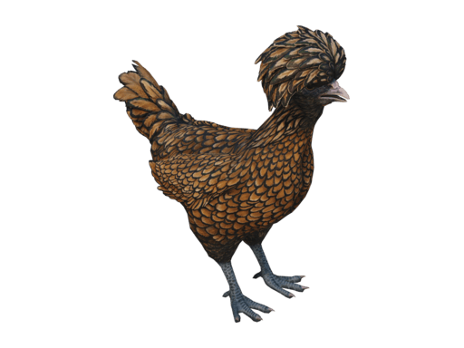 Pet Chicken | Polish (White With Black Wing Tips)