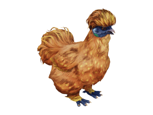 Pet Chicken | Silkie (Orange)