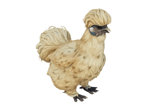 Pet Chicken | Silkie (Leopard)