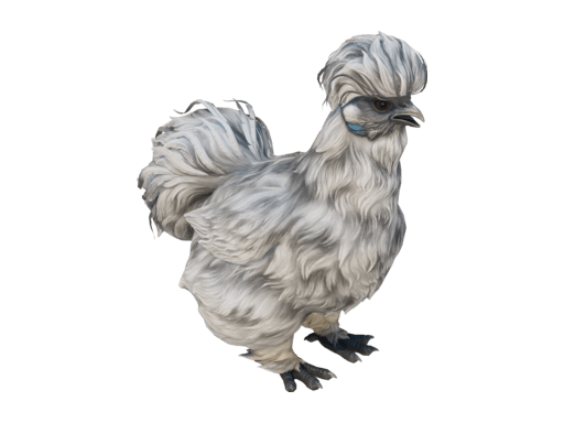 Pet Chicken | Silkie (Splash)