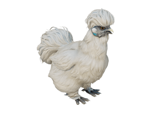 Pet Chicken | Silkie (White)