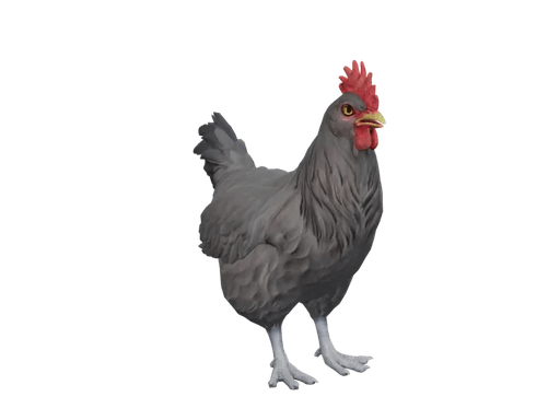 Pet Chicken | Catalana (Black)