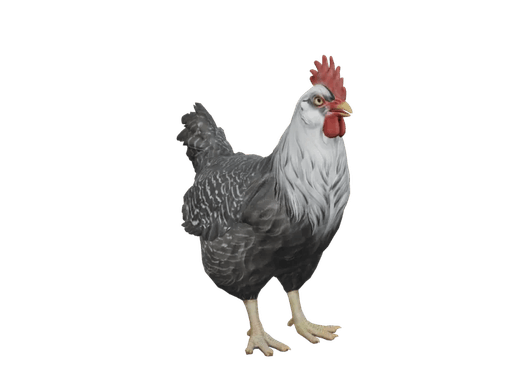 Pet Chicken | Catalana (Black White Head)