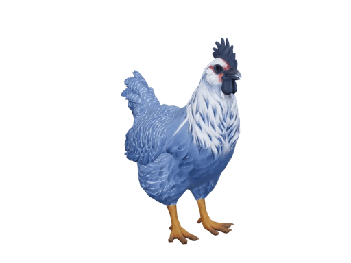 Pet Chicken | Catalana (Blue)