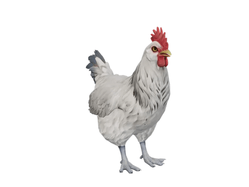 Pet Chicken | Catalana (White)