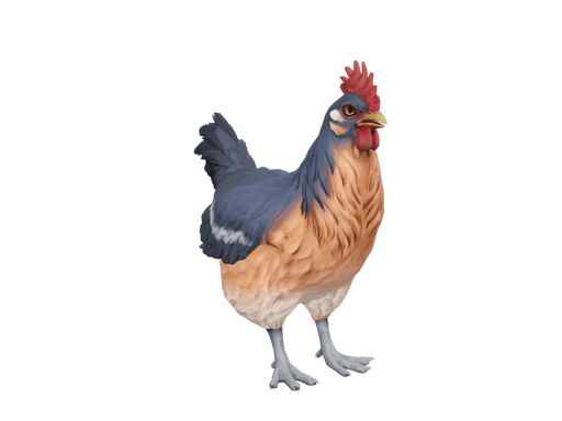 Pet Chicken | Catalana (Blue And Light Orange)