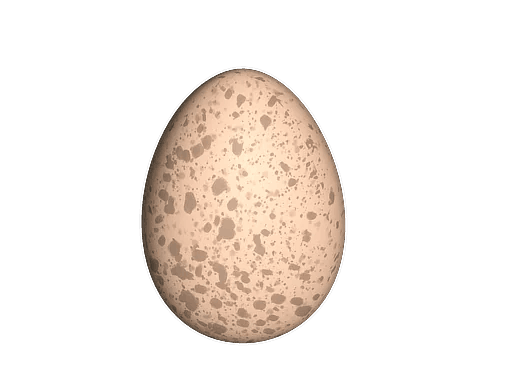Chicken Egg