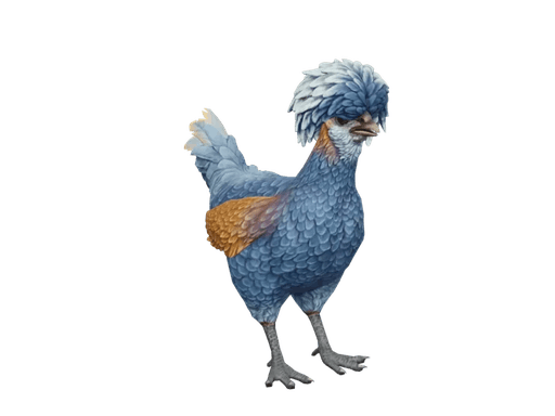 Pet Chicken | Polish (Blue)