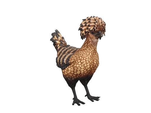 Pet Chicken | Polish (Orange With Black Stripes)