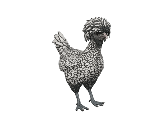 Pet Chicken | Polish (White With Black Wing Tips)