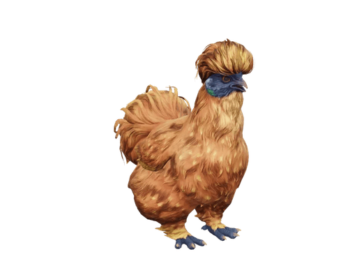 Pet Chicken | Silkie (Orange)