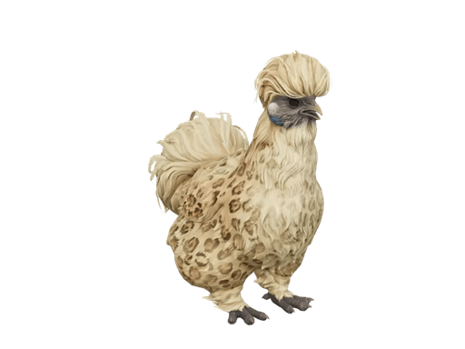 Pet Chicken | Silkie (Leopard)