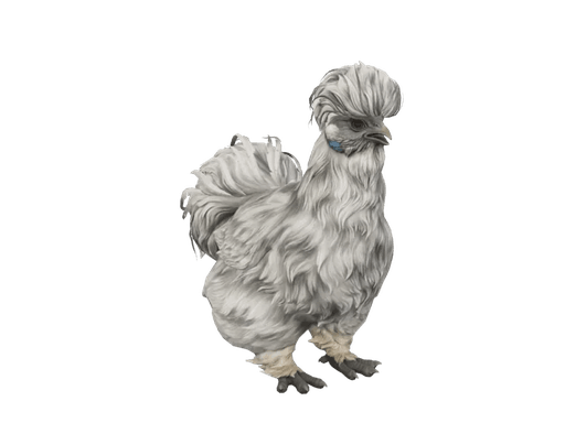 Pet Chicken | Silkie (Splash)