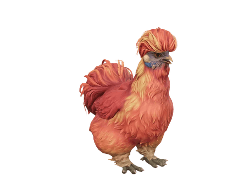 Pet Chicken | Silkie (Red)