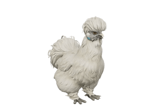 Pet Chicken | Silkie (White)