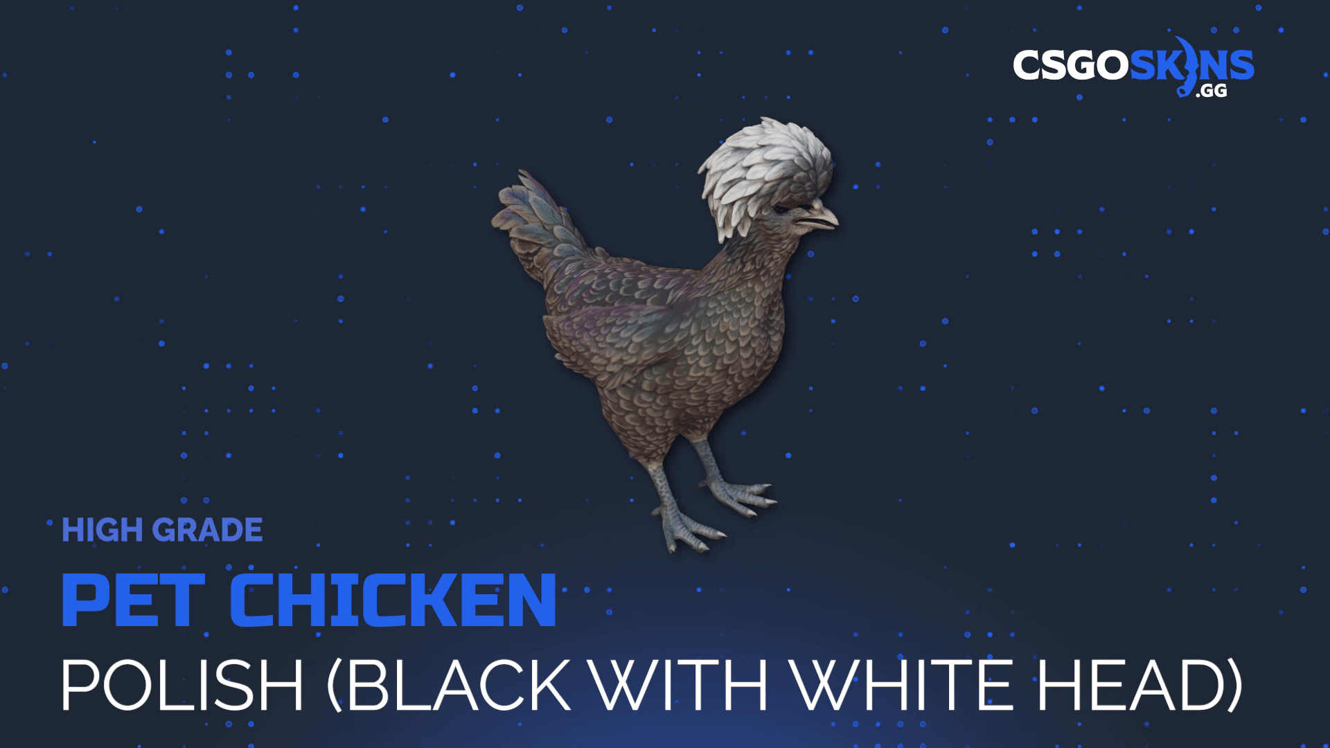 Pet Chicken | Polish (Black With White Head) Gameplay Showcase