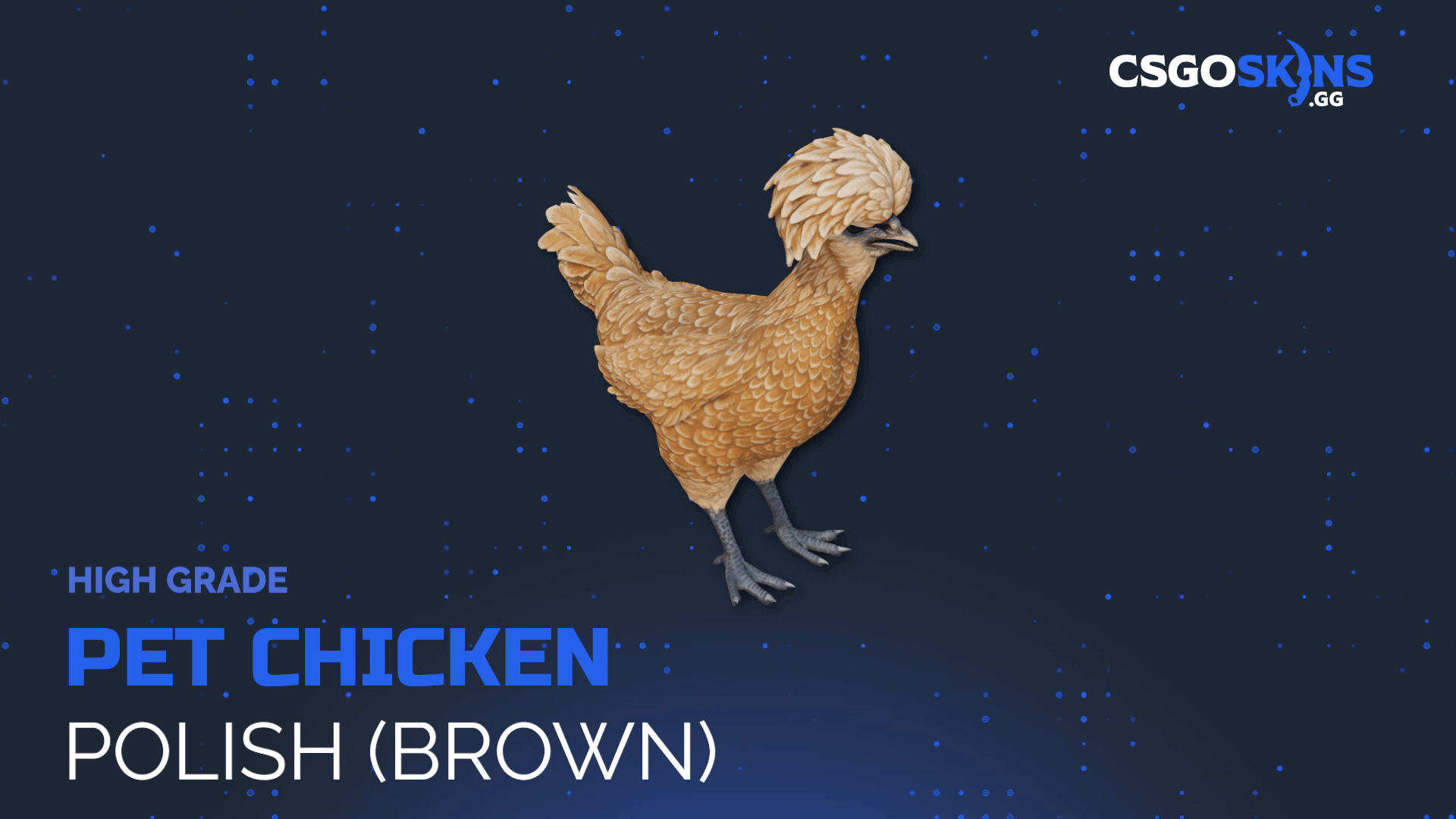 Pet Chicken | Polish (Brown) Gameplay Showcase
