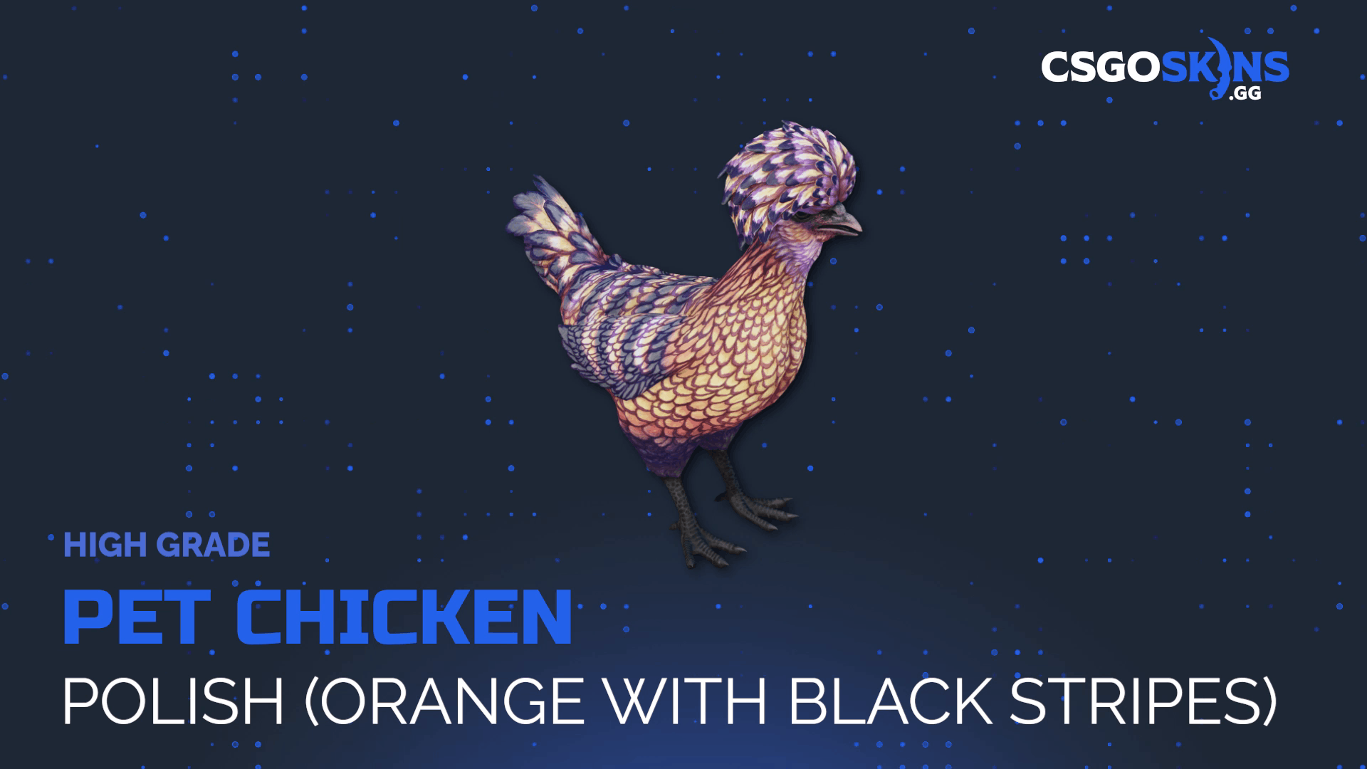 Pet Chicken | Polish (Orange With Black Stripes) Gameplay Showcase