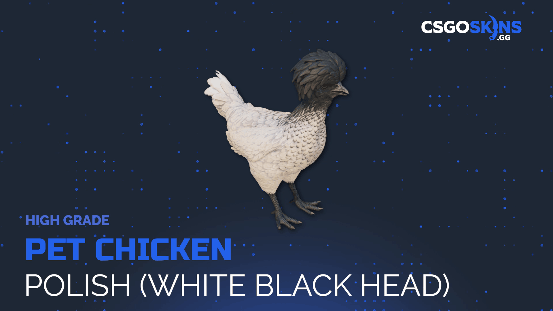 Pet Chicken | Polish (White Black Head) Gameplay Showcase